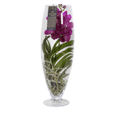 Orhidee Vanda
